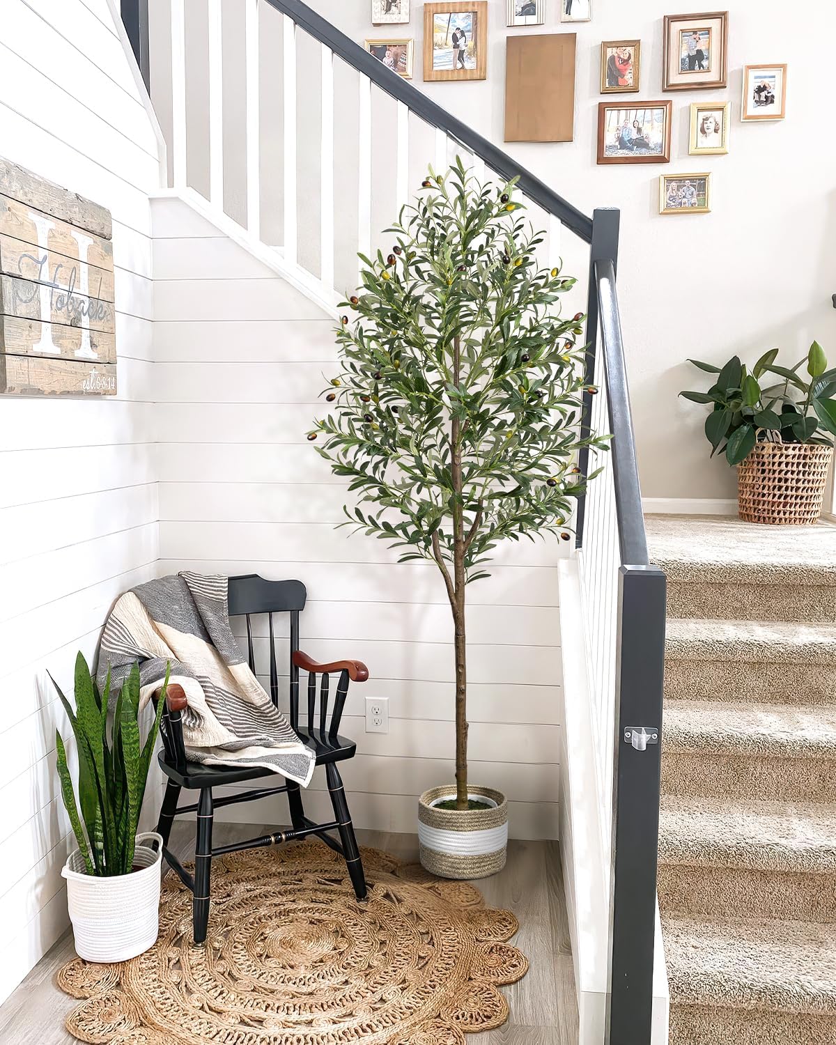 6FT Artificial Olive Tree Indoor Tall Faux with Planter&Basket | Large Fake Olive Silk Trees Realistic Olive Plants with Branches and Fruits for Home Decor Office Living Room